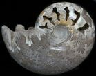 Polished Shloenbacchia Ammonite - Morocco #35309-2
